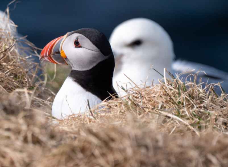 Les saisons intermédiaires pour un voyage plus calme en Islande-Gites.org