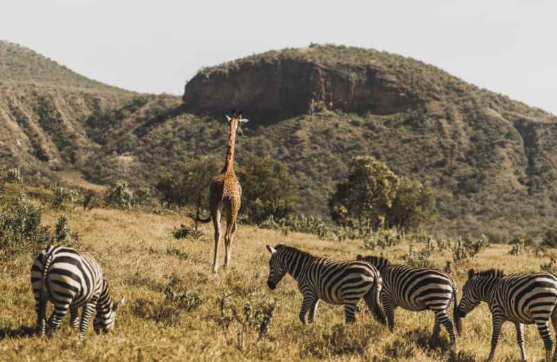 Quand partir en Afrique du Sud pour voir les animaux ? La meilleure saison safari-Gites.org